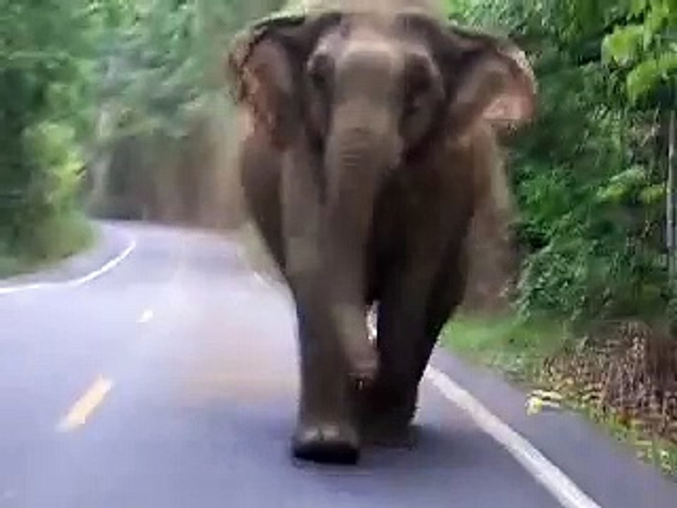 Elephant attack in Khao Yai National Park
