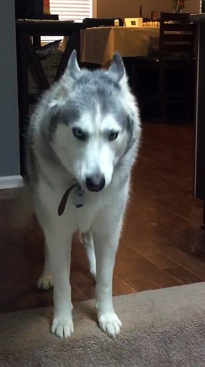 Husky throws hilarious mid-day temper tantrum