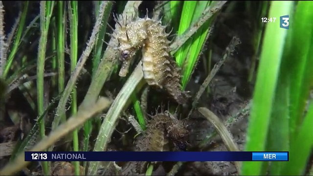 Découverte : les hippocampes du bassin d'Arcachon