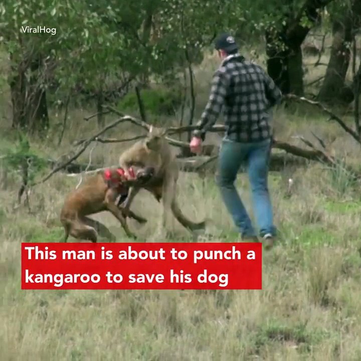 Insolite: Cet homme se bat avec un kangourou pour sauver son chien