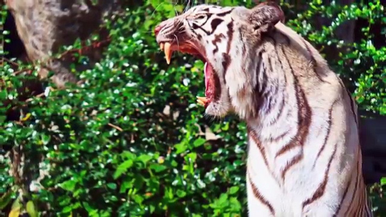 10 Horrifying Zoo Accidents