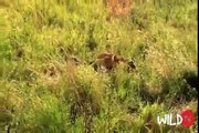 CRAZIEST Animal Attack - Lion Kill Buffalo, Crocodile, Elephant, Deer, Zebra