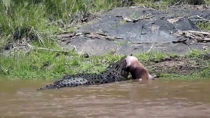 Crocodile kills baby hippo