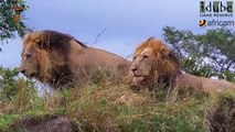 Dramatic Lion Hunt  Lions Stalk And Kill Buffalo Cow & Newborn Calf !!