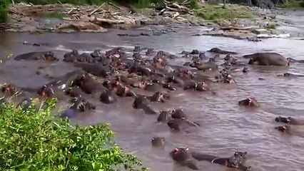 Hippos Destroys Crocodile Rare Footage