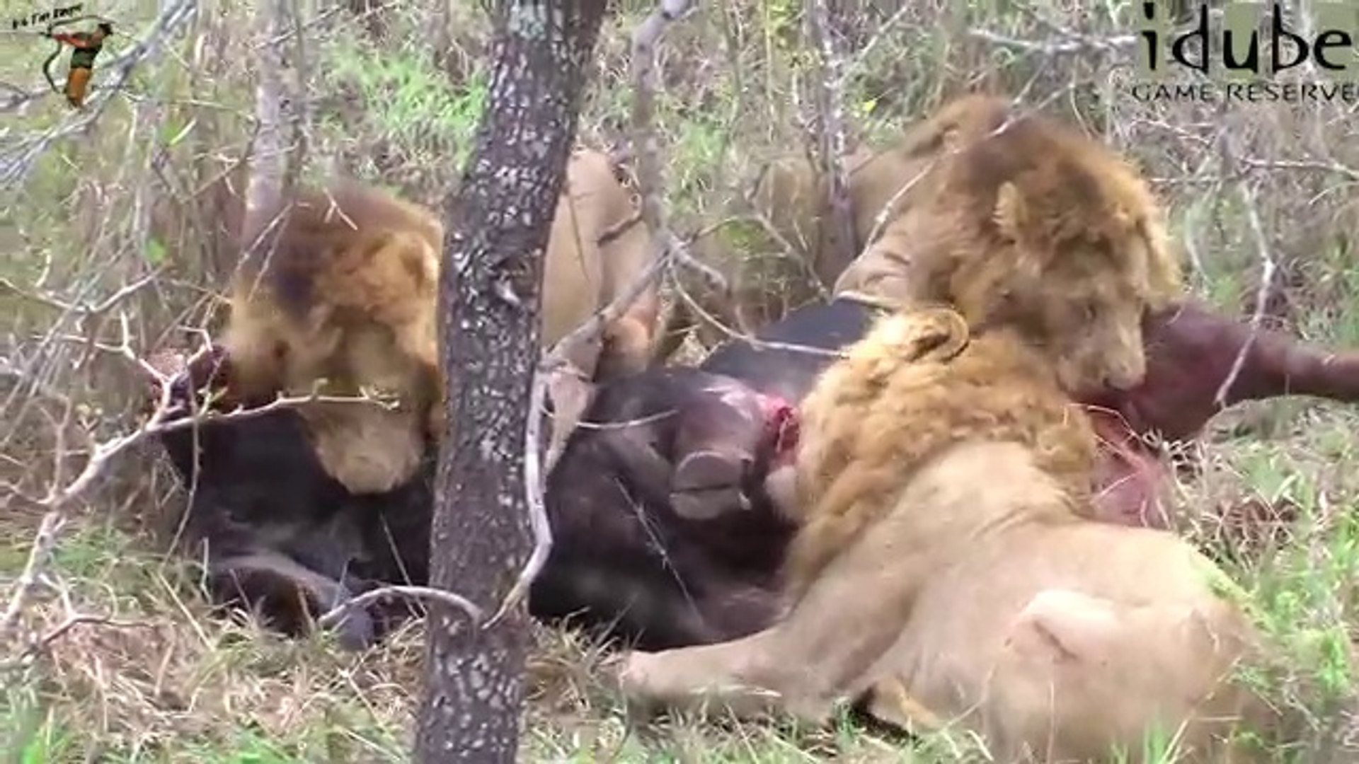fosilní Srůstání mávat lions kill male buffalo bull faktor únos Již brzy