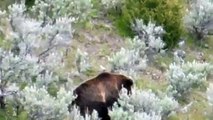 Grizzly attacking and eating newborn Elk Calf