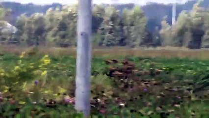 Dog chases and catches and kills a screaming Hare