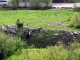 Grizzly bear attacks baby elk