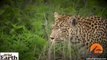 Leopard Stalks and Kills an Abandonded Impala Lamb