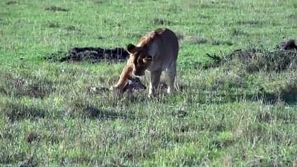 The Lioness and the Baby Impala