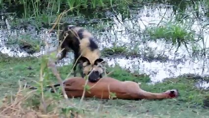 Wild Dogs Devour Pregnant Impala - Okavango, Botswana