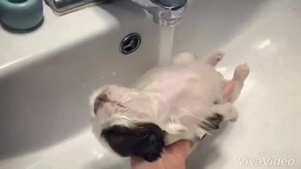 Shih Tzu puppy completely relaxed during bath time
