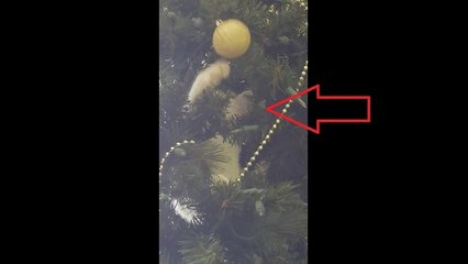 Christmas kitty "helps" with ornament decorations