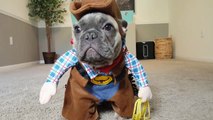 French Bulldog puppy dresses up like a cowboy