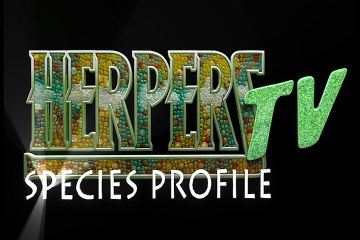 The Incredible Glass Frog