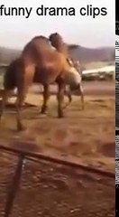 wwe 2017 donkey vs camel with commentary very funny