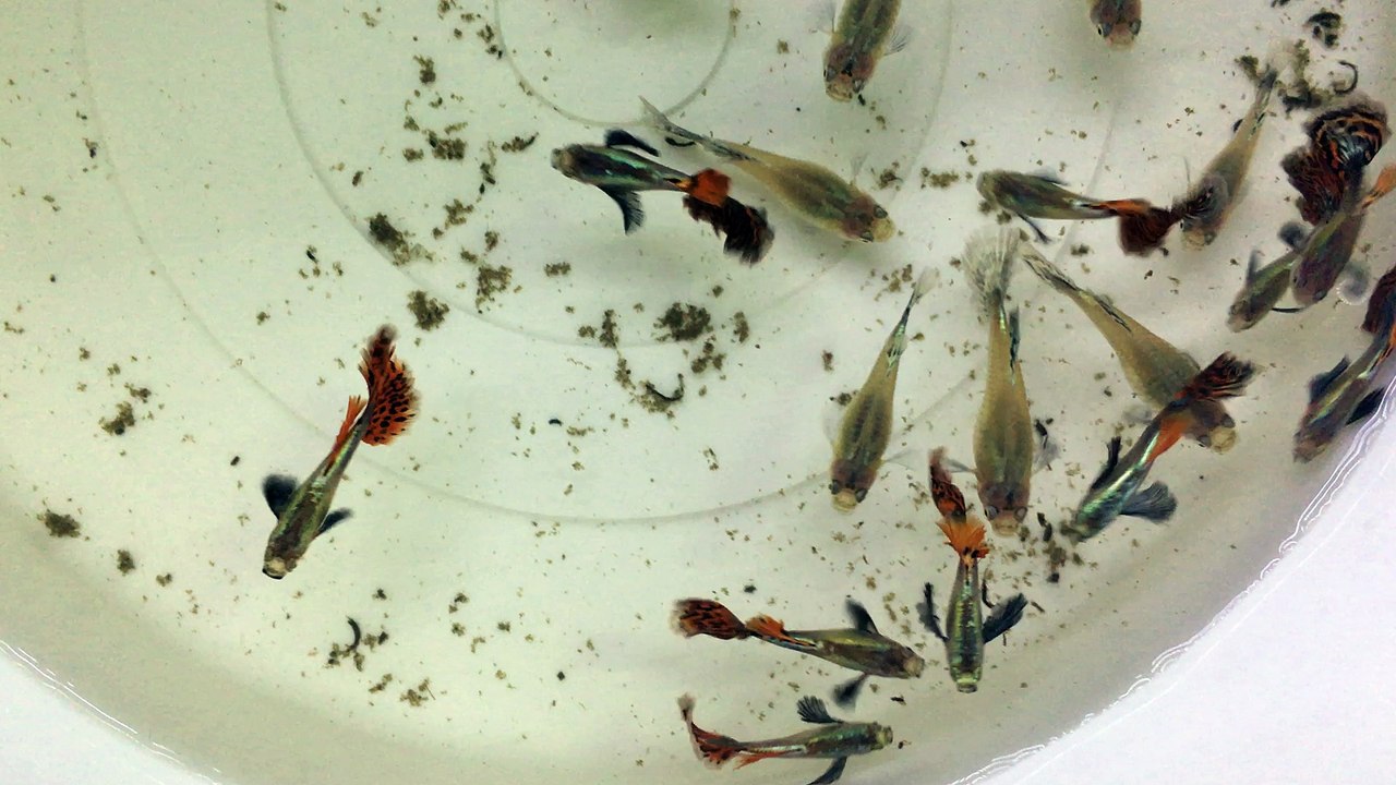 Dumbo red mosaic guppy