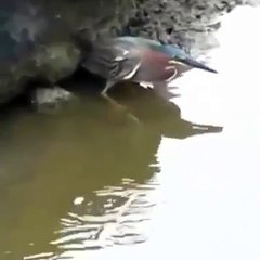 Most amazing and most intelligent bird in the world Intelligent bird catching fish