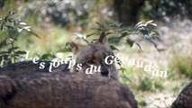 Les loups du Gévaudan