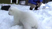 Toronto Zoo Polar Bear Cub Enjoys Playtime in his new Outdoor Habitat