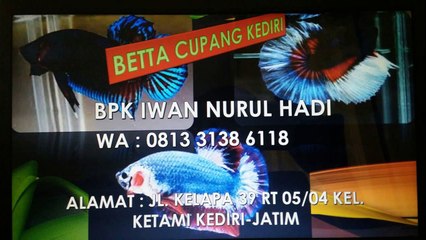 WA 0813 3138 6118 jual ikan cupang aduan 2018, jual ikan cupang aduan 2016, jual ikan cupang aduan 2017