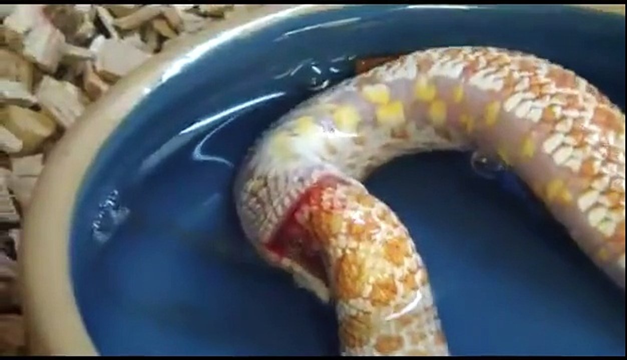 when the snake goes crazy