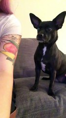 This dog loves being the center of attention