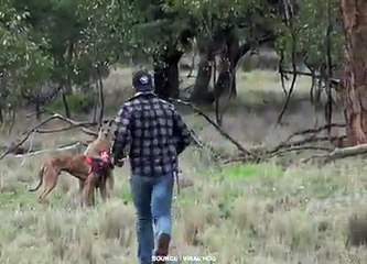 COMBAT KANGOUROU VS HOMME