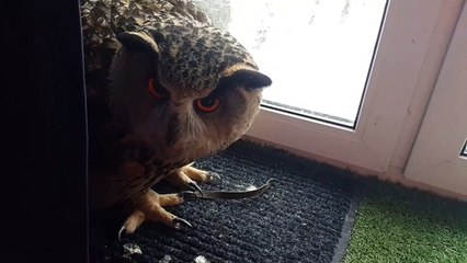 Owl and Cat Are Friends