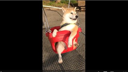 Dog in Japan enjoys swing at park