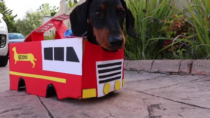 Miniature Dachshund is a one-pup fire brigade