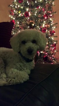 Endormir son chien avec une chanson de Noël