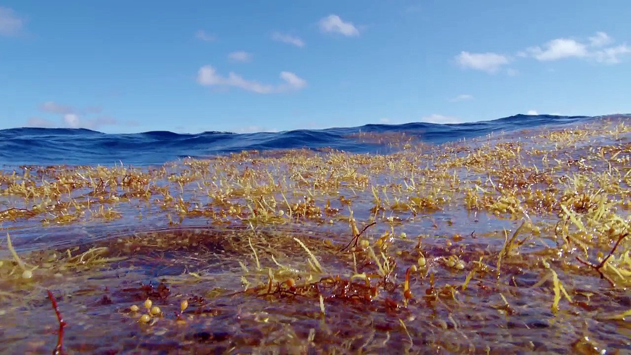 Охота 4 серия из 7 - "Голод в море (Океаны)" / The Hunt (2015) HD 720p