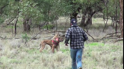 Man Punches Kangaroo In The Face To Save His Dog (full video)