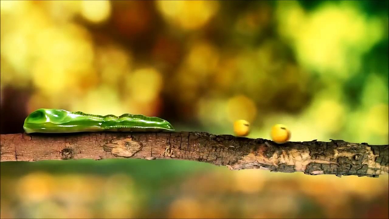 A funny cool experimental animation about strange forest creature