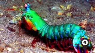 5 EXTREMELY CREEPY Deep Sea Creatures