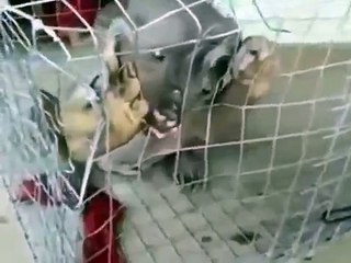 Fake or Real_ 'Alien Animal' Caught On Border