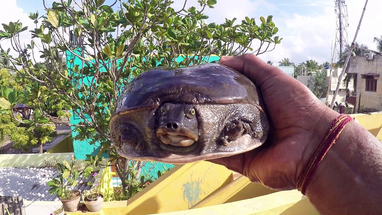 Turtle Sent to  Home Carefully
