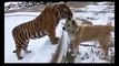 Unusual Friendship Tiger Loves Dog SO CUTE and LOVING