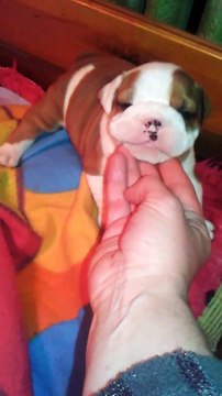 Bébés Bulldogs Anglais Les Bulls de New Church