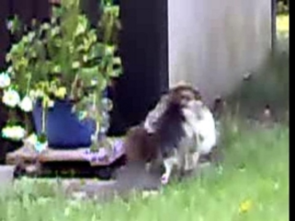 Teddy und die spitzmaus