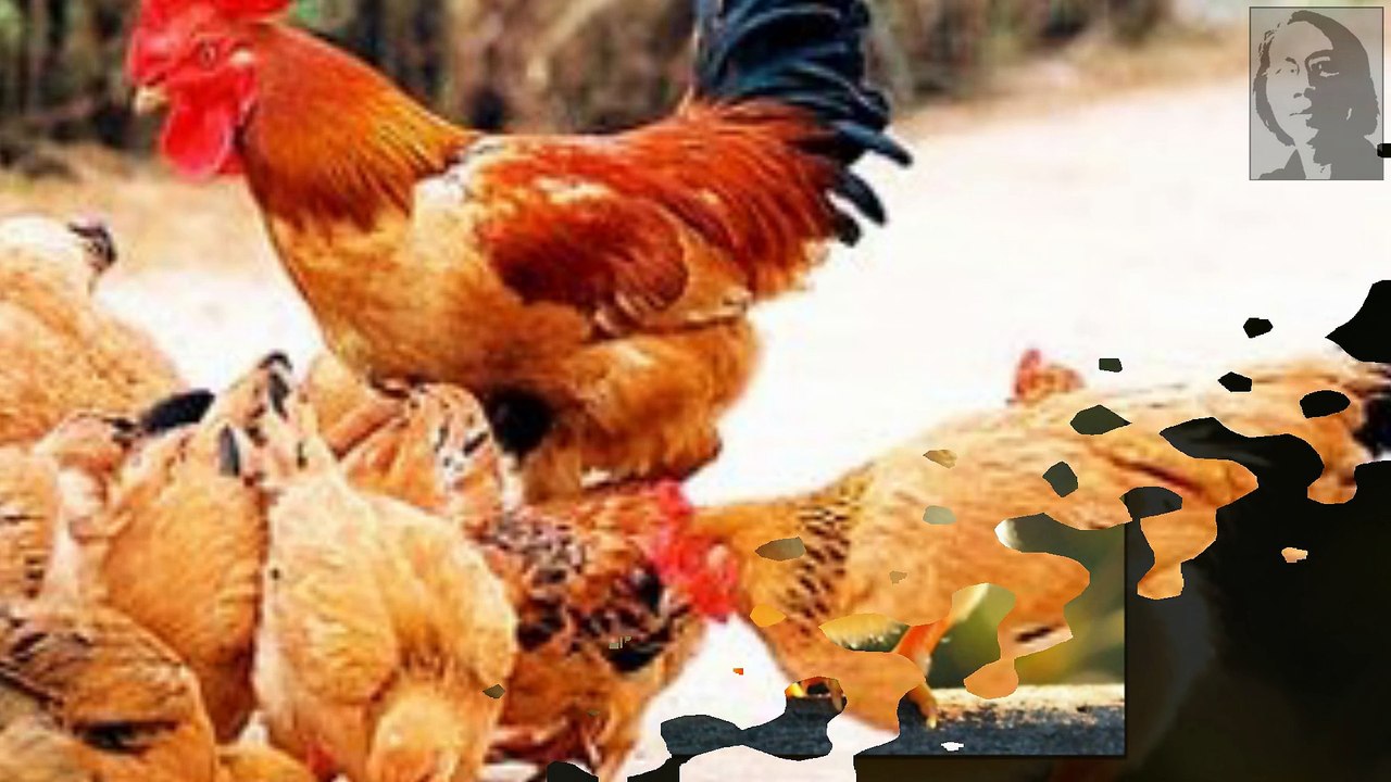 CON GÀ by Trầm Thiên Thu