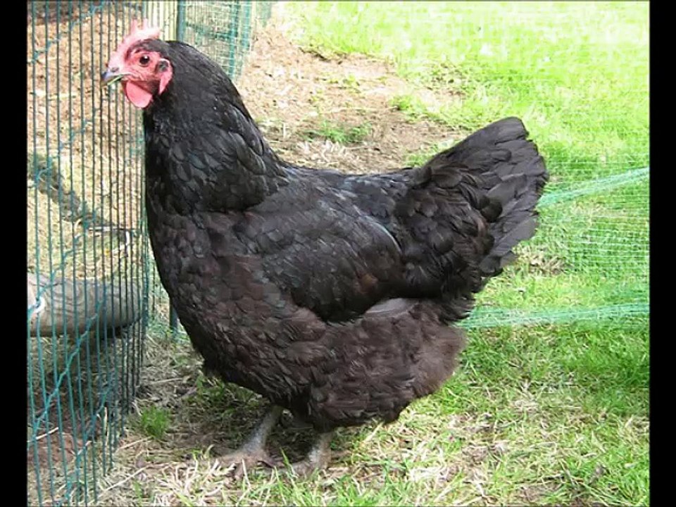 ChickenMovie_1
