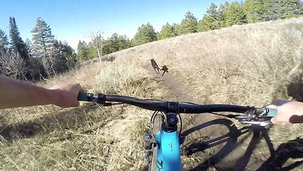 Mountain Biker Races Speedy Trail Dog
