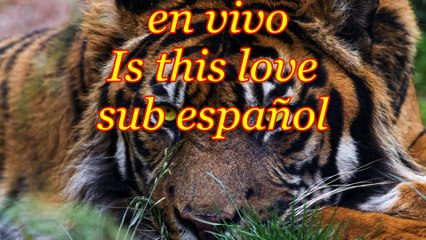 es esto amor Whitesnake sub español