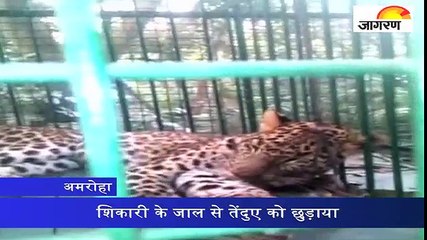 शिकारी के जाल से तेंदुए को छुड़ाया