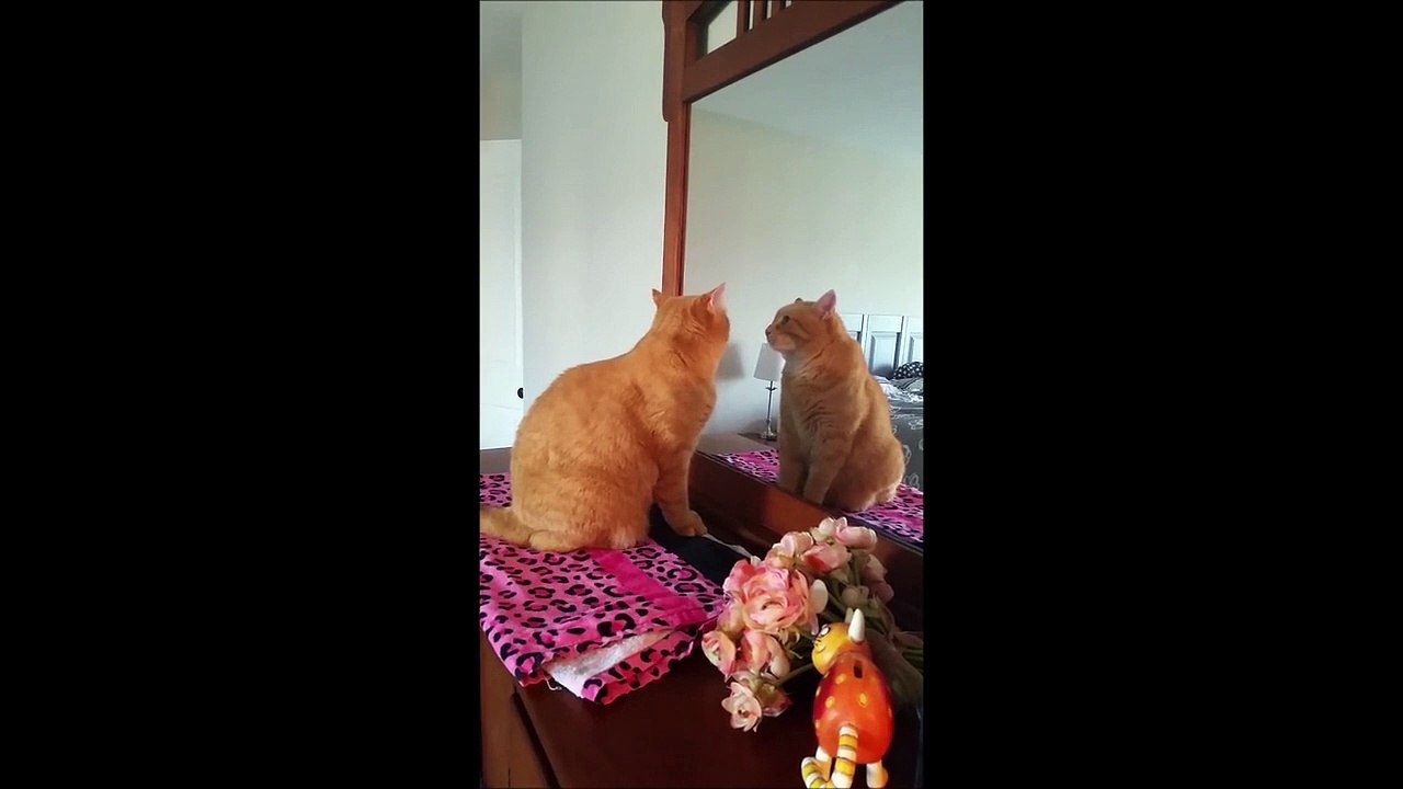 Ce chat joue à chat avec son reflet dans le miroir
