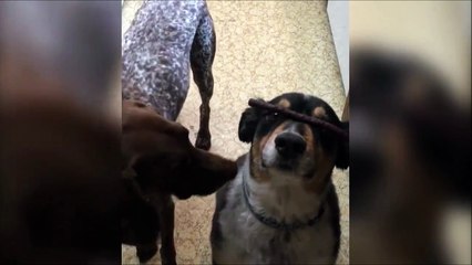 La prochaine fois il n'obéira pas à son maitre c'est sur!