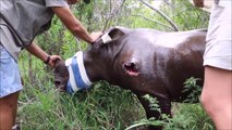 Ce bébé rhinocéros touché par une balle de braconnier va etre sauvé de justesse!